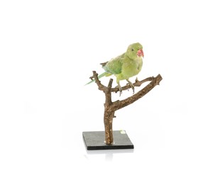 Image description is not available for 2009.1.2